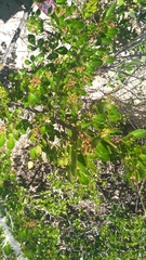 Searsia laevigata