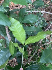 Chionanthus peglerae