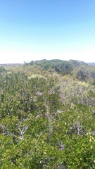 Searsia laevigata