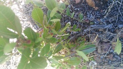Searsia laevigata