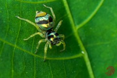 Phintella vittata