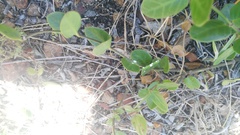 Cissampelos capensis