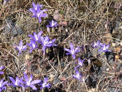 Brodiaea coronaria