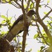 Madagascar Cuckoo-Hawk - Photo (c) markus lilje, some rights reserved (CC BY-NC-ND), uploaded by markus lilje