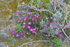 Lampranthus ceriseus
