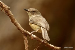 Newtonia brunneicauda