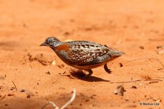 Turnix nigricollis