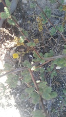 Asparagus rubicundus