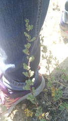 Asparagus rubicundus