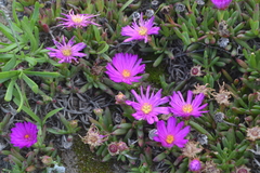 Lampranthus ceriseus