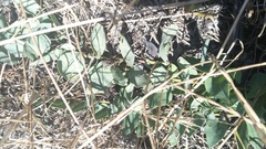 Cissampelos capensis