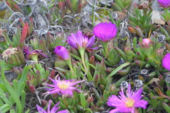 Lampranthus ceriseus