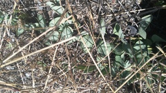 Cissampelos capensis