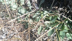 Cissampelos capensis