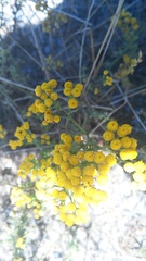 Oncosiphon suffruticosus