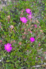 Lampranthus ceriseus