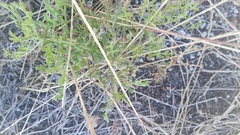 Oncosiphon suffruticosus