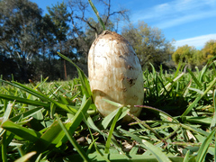 Coprinus comatus