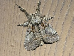 Dasychira obliquata