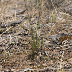 Austrostipa setacea