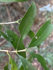 Coptosperma supra-axillare