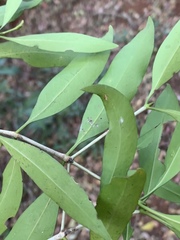 Coptosperma supra-axillare