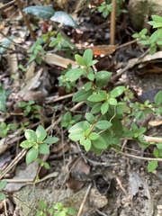 Rhododendron nakaharae