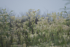 Arnoglossum