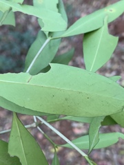 Coptosperma supra-axillare