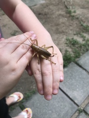 Ocellarnaca