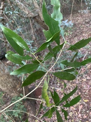 Coptosperma supra-axillare