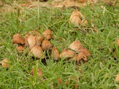 Coprinellus truncorum