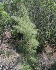 Acacia provincialis