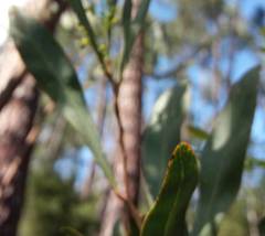 Acacia provincialis