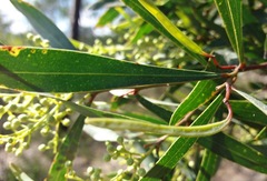 Acacia provincialis
