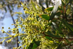 Acacia provincialis