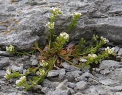Cochlearia tridactylites
