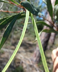 Acacia provincialis