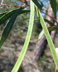 Acacia provincialis