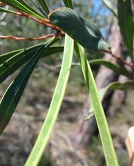 Acacia provincialis
