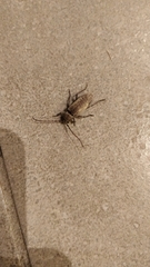 Trichoferus holosericeus