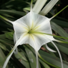 Hymenocallis sonorensis