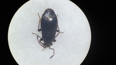Stygnocoris rusticus