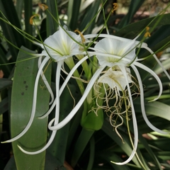 Hymenocallis sonorensis