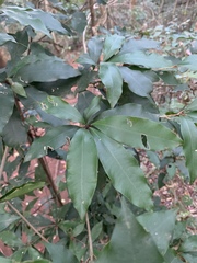 Englerophytum natalense