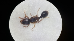 Tetramorium caespitum