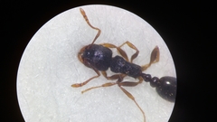 Tetramorium caespitum