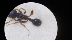Tetramorium caespitum