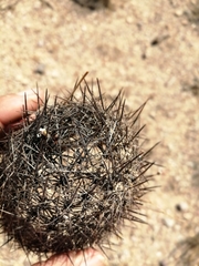 Echinomastus erectocentrus