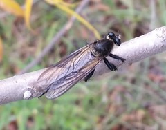 Promachus painteri
